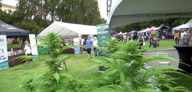 San Diego Celebrates Cannabis At Earthfair In Balboa Park Candid Chronicle Us And International Cannabis News From San Diego California