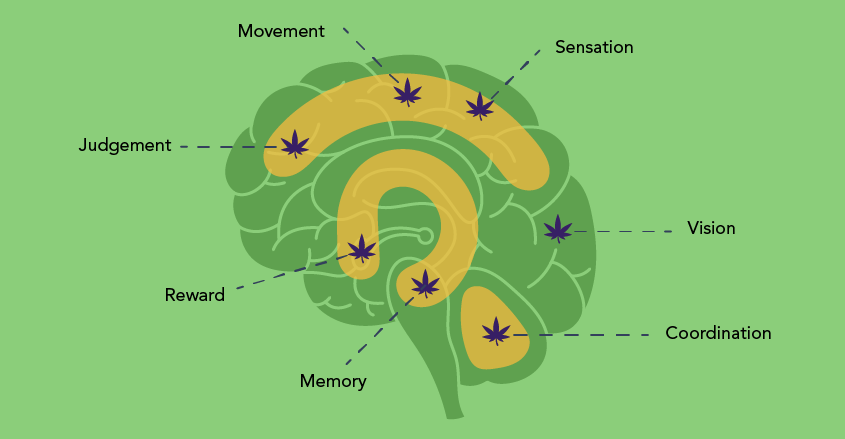 Getting a Grip on Cannabis’ Effects On Our Economy and Our Bodies ...